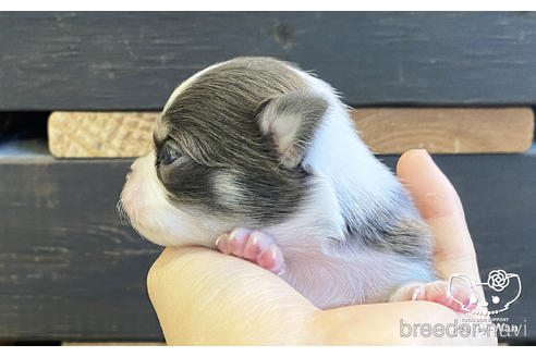 成約済の愛知県のチワワ(ロングコート)-208097の2枚目